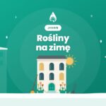Donice z kwiatami przy wejściu do kamienicy i spadające liście, miniatura wpisu o zabezpieczaniu roślin na zimę